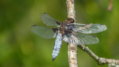 Libellula depressa